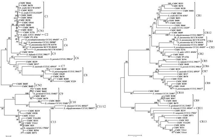 Fig. 1. Phylogenetic trees base on the partial nucleotide sequences of (A) 16S rDNA (about 1.33 kb) and (B) rpoB (678 bp) of type  strains and clinical isolates of mitis group streptococci