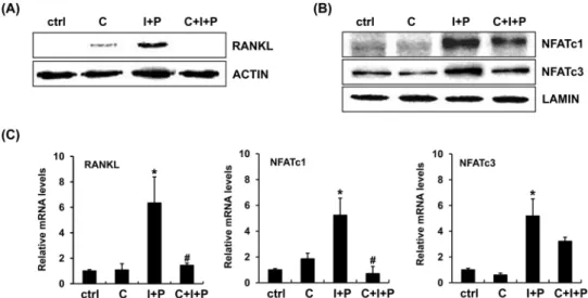 Fig. 2. Inhibition of NFAT activation by cyclosporin A blocked RANKL expression in activated T cells