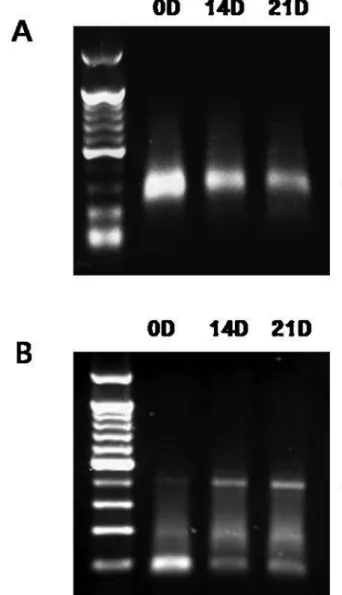 Fig. 4. DSPP and OC mRNA expression in hDPSCs after odon- odon-togenic differentiation