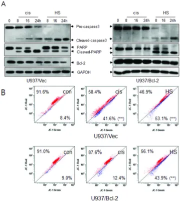 Fig. 2. HS-1200-induced apoptosis was mediated by caspase-3  and Bcl-2 in U937/Bcl-2 cells