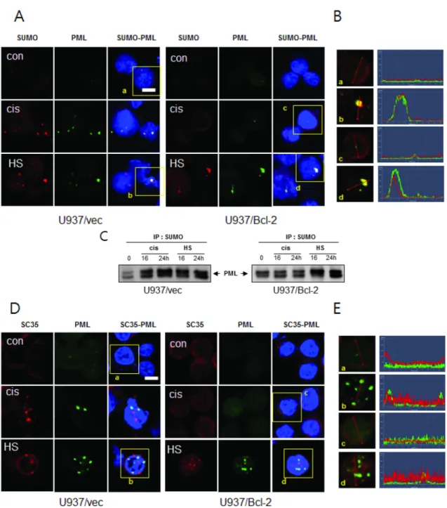 Fig. 4. HS-1200 induces the co-localization between PML and SUMO-1. (A) Confocal microscopy images showing the co-  localization of PML and SUMO-1