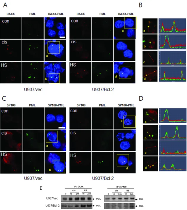 Fig. 5. HS-1200 induces the co-localization between PML and Daxx or sp100 (A, C) Confocal microscopy images showing the  co-localization of PML and Daxx or sp100