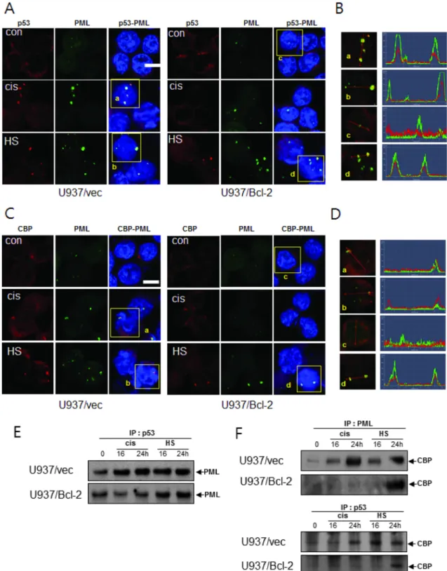 Fig. 6. HS-1200 induces the co-localization between PML and p53 or CBP. (A, C) Confocal microscopy images showing the  co-localization of PML and p53 or CBP