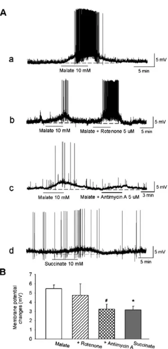 Fig. 2. Effects of mitochondrial substrates on membrane potential of SG neurons. (A) Application of malate (10 mM), a complex I substrate, applied for 5 min caused a reversible membrane  depolar-ization and firing activity (a)