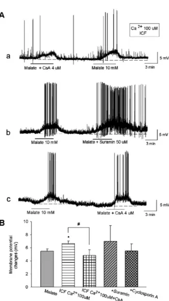 Fig. 4. Effects of mitochondria permeability transition pore (MPTP) on the ROS generation by malate