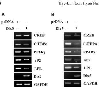 Fig. 3. Over-expression of Dlx3 and Dlx5 suppressed adipogenic marker gene expression of human dental pulp stem cells