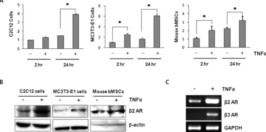 Fig. 1. TNFα increases the expression levels of β2 adrenergic receptor (β2 AR) in osteoblasts