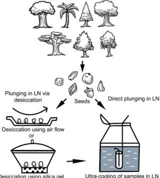 Fig. 1. A schematic illustration on two major cryopreservation methods em- em-bracing ultra-cooling in liquid nitrogen (LN) either through direct  ex-posure or via desiccation of forest tree seeds.