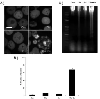 Fig. 3. Western blot analyses (A and B) of caspase-9, caspase-3, caspase-7, PARP and DFF45, confocal microscopy (C), and  protea-some activity assay in G361 cells co-treated of cisplatin and eugenol (D)