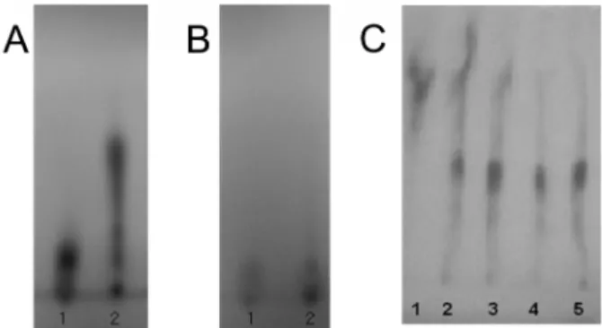 Fig. 2. CZE electropherogram of extracts of soybean seedcoats at 520 nm, using running buffers of 30 mM borate, 100 mM SDS, pH 9