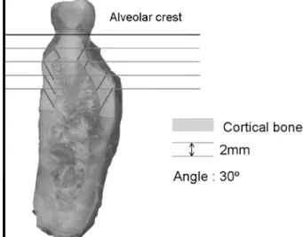 Fig. 1. Measurement of the thickness of the cortical bone at 4 points on the buccal and palatal sides of the sectioned specimen in the maxilla.