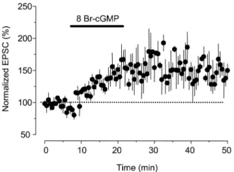 Fig. 3. Failure of synaptic plasticity by co-application of 8-Br- 8-Br-cAMP/8-Br-cGMP (1:1) in spinal substantia gelatinosa neurons.