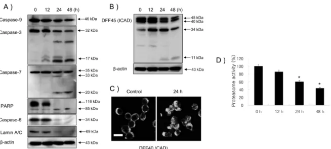 Fig. 3. Western blot analyses (A and B) of caspase-9, caspase-3, caspase-7, PARP, caspase-6, Lamin A/C and DFF45, confocal microscopy (C), and proteasome activity assay in HL-60 cells treated with 30 µg/ml CGM (D)