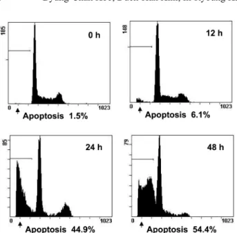 Fig. 5. The kinetic analysis of the effect of 30 µg/ml CGM treat- treat-ment on HL-60 cell cycle progression and induction of apoptosis using flow cytometry