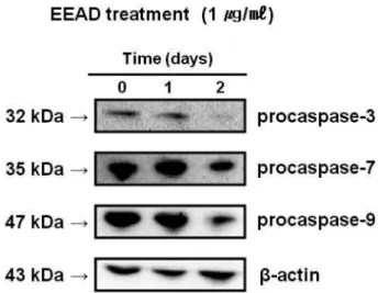 Fig. 4. Activation of caspase-3/-7 by EEAD treatment in living FaDu cells. The cells were treated with 1 µg/ml EEAD for 24 hours and added specific cell-permeable substrate Phiphilux-G 1 D 2 