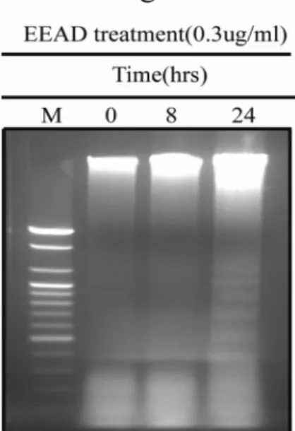 Fig. 3. EEAD treatment induces apoptosis via proteolytic cleavage of procaspase-7 and -9