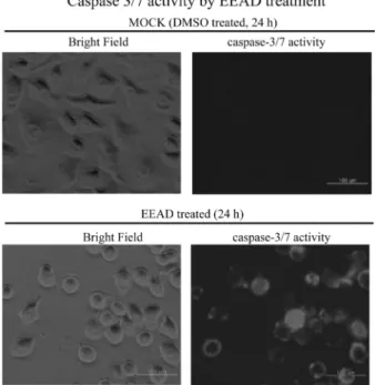 Fig. 4. Activation of caspase-7 by EEAD treatment in living KB cells. The cells were treated with 0.3 ug/ml of EEAD for 24 hours and added specific cell-permeable substrate Phiphilux G 1 D 2 
