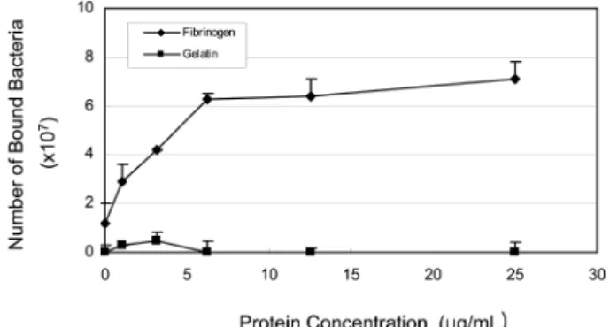 Fig. 1. Adhesion of T. denticola ATCC 35405 to the wells coated with different concentrations (0 µg/ml- 25 µg/ml) of fibrinogen