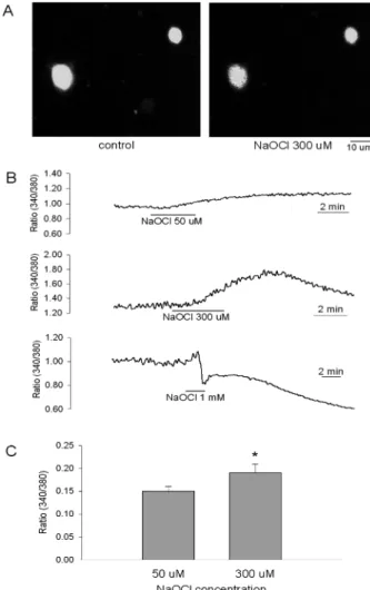 Fig. 1. Examples of fluorescent fura-2 imaging of a DRG slice and acutely dissociated DRG neurons