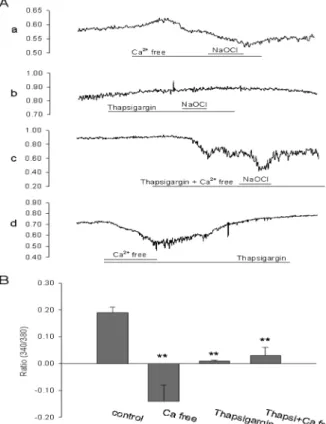 Fig. 3. Effects of antioxidants on NaOCl-induced [Ca 2+ ]i responses.