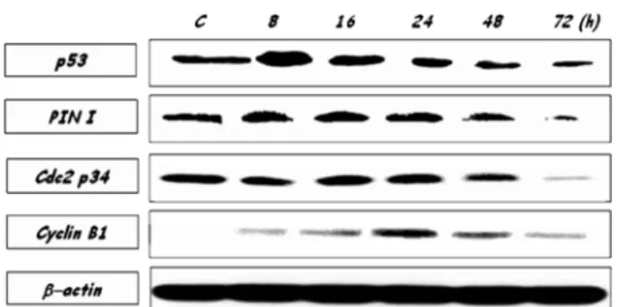 Fig. 9.  The expression level of p53, Cdc2, Pin1 and Cyclin B1 in azurin treated YD-9 cells by western blot