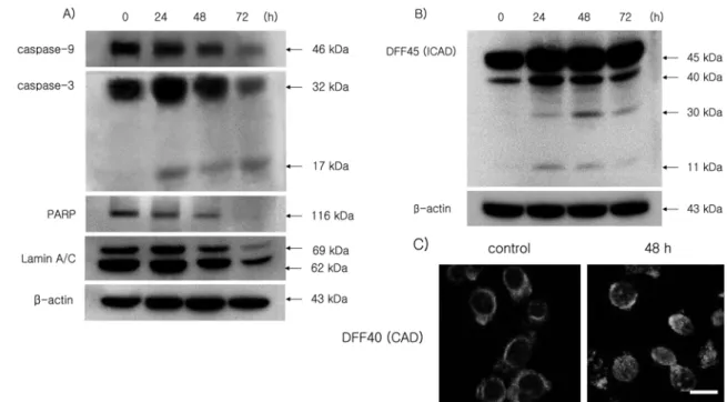 Fig. 3.  Western blot analyses (A and B) of caspase-9, caspase-3, PARP, Lamin A/C and DFF45, confocal microscopy (C), and proteasome activity assay in YD9 cells treated with 1.4 mM NaF