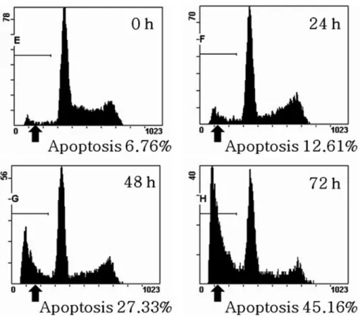 Fig. 5.  The kinetic analysis of the effect of 1.4 mM NaF treatment on YD9 cell cycle progression and induction of apoptosis using flow cytometry