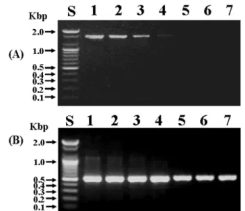 Fig. 3.  The detection limits of nested PCR using Ss-F2/Ss-R2 primers. The 16S rDNA was amplified by 27F/1492R primers from purified genomic DNA of  S