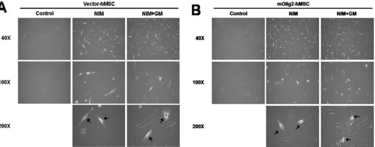 Fig. 1.  Changes in cell morphology after neuronal induction of vector-hMSCs and mOlig2-hMSCs