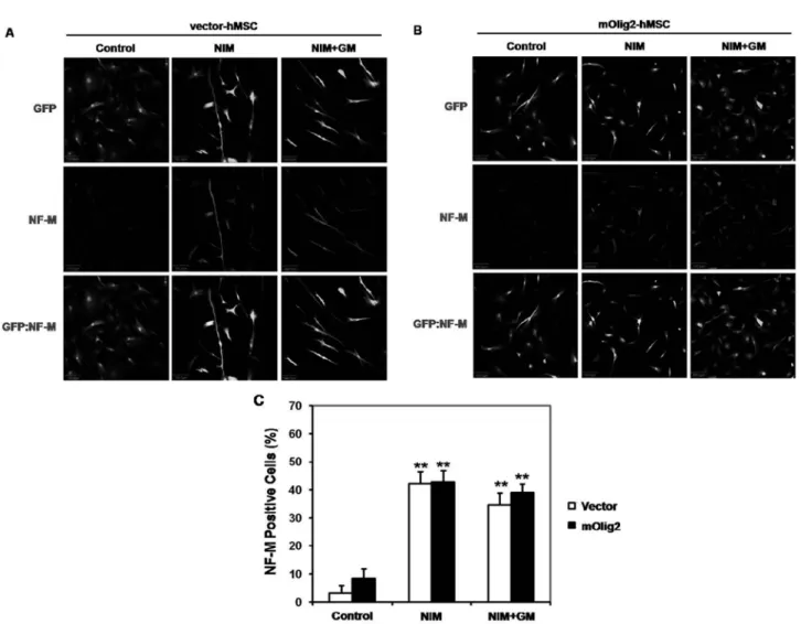 Fig. 3.  Expression of neuronal marker protein NF-M after neuronal induction of vector-hMSCs and mOlig2-hMSCs.