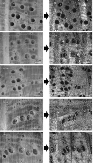 Fig. 6. The change of the vessel diameter contraction of three species during  carbonization at different temperatures (Data of Q