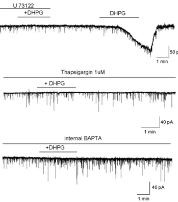 Fig. 6.  Mean inward current amplitude induced by DHPG in con- con-trol and in neurons pretreated with U-73122, BAPTA, tharpsigargin and nimodipine