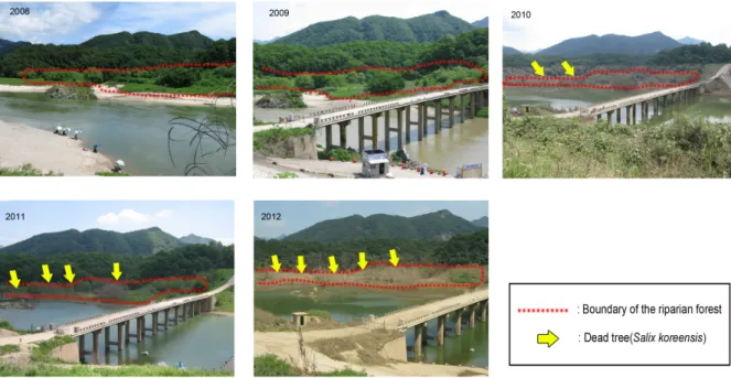 Fig. 5. Changes in the landscape of riparian forest (Red dot line is boundary of the riparian forest and yellow arrow is dead tree (Salix koreensis) caused by flood).