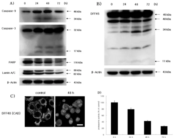 Fig. 3. Western blot analyses (A and B) of caspase-9, caspase-3, PARP, Lamin A/C and DFF45, confocal microscopy (C), and proteasome activity assay in SCC25 cells treated with 50 µg/ml CGM