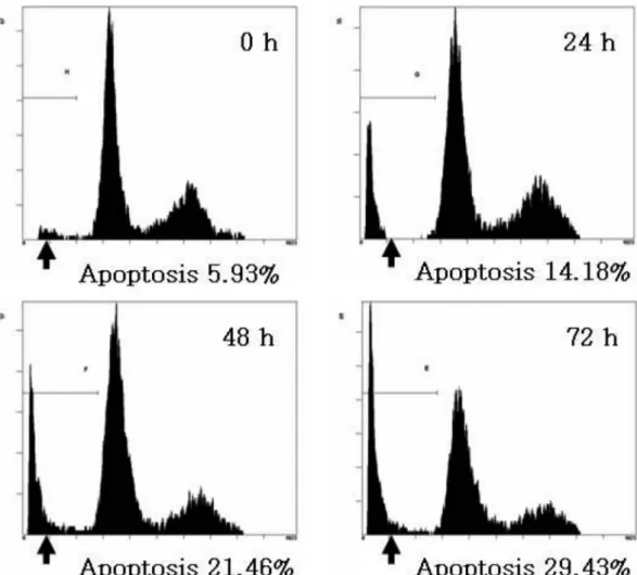 Fig. 5. The kinetic analysis of the effect of 50 µg/ml CGM treatment on SCC25 cell cycle progression and induction of apoptosis using flow cytometry