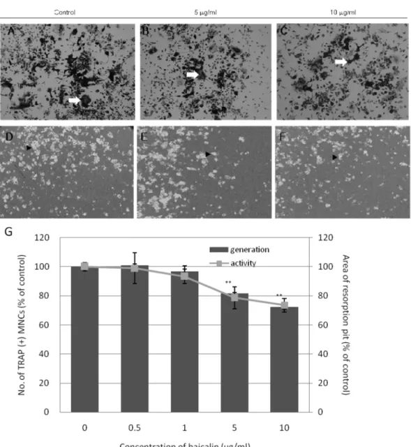 Fig. 2. Baicalin inhibits osteoclast generation and activity of osteoclast precursor. Osteoblast precursor and MDMB were treated with 10 nM 1.25-DHCC for 8 days in the absence or presence of baicalin at various concentrations
