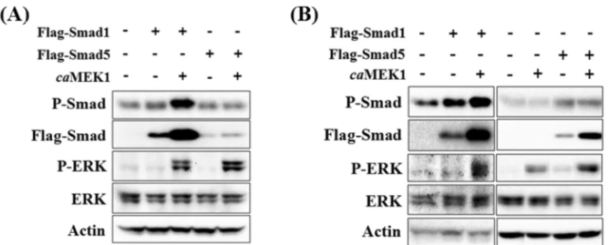 Fig. 4. Inhibition of ERK activity reduces BMPR-induced R-Smads activation. C2C12 (A) or HEK293 cells (B) were transiently transfected with caMEK1, Flag-tagged Smad1, Flag-tagged Smad5 and/or caBMPRIB expression vectors and incubated in the serum-free medi