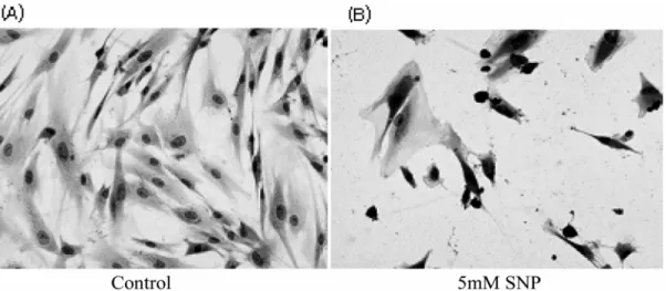 Fig. 6 shows that SNP upregulated the expression of Bcl-2 and downregulated the expression of Bax in a dose dependent manner.