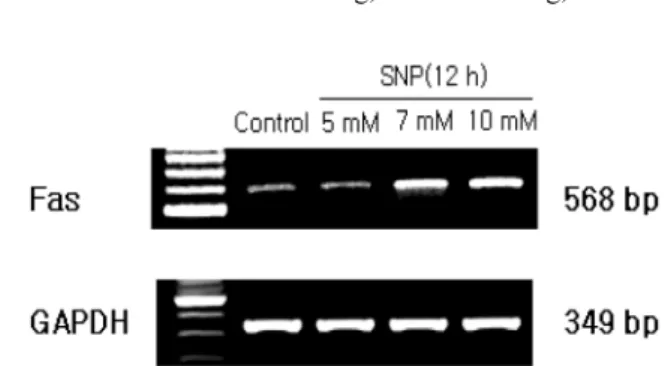 Fig. 11. NO activated Bid in SNP-treated HGF cells. SNP reduced the expression of proform Bid (pro-Bid) in a dose- and  time-depen-dent manner