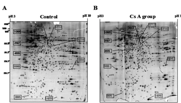 Fig. 3. Up-regulated 6 spots among 10 spots were significantly and consistently changed in CsA-treated PC12 cells compared to the CsA- CsA-untreated group