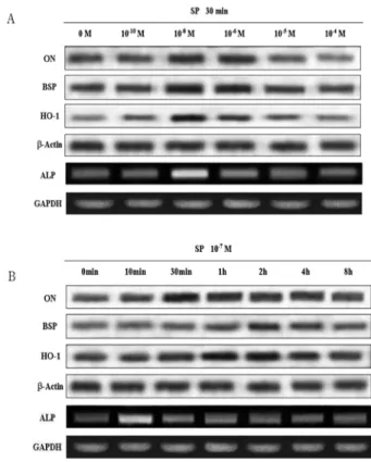 Fig. 2. Expression of mineralization markers and HO-1 in human IPDL cells treated with SP