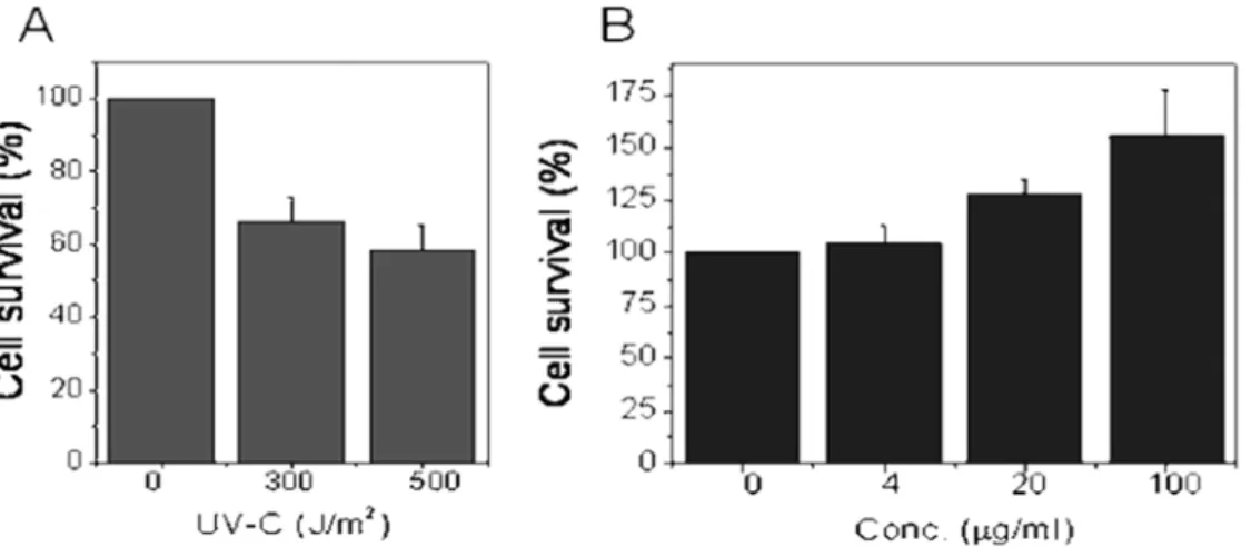 Fig. 1. Protective effect of B. platyphylla var. japonica total methanol extract against UV-C-induced cell damage