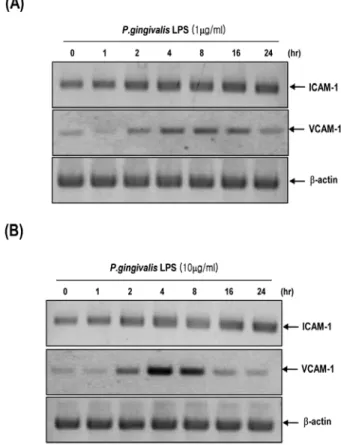 Fig. 1. Representational difference analysis of gene expression between untreated and P