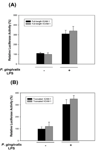 Fig. 4. P. gingivalis LPS increases the adhesion of leukocytes to endothelial cells in vitro and ex vivo