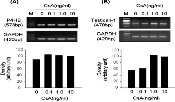 Fig. 2. mRNA expression of P4HB and testican 1 in CsA-stimulated CIGO-HGFs. Semi-quantitative RT-PCR was performed to investigate mRNA expression levels of P4HB and testican I as described in Materials and Methods.