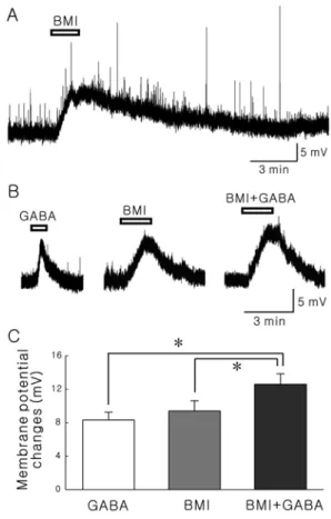 Fig. 1. BMI-induced membrane depolarization is not mediated by GABA A  receptors. A, A representative trace showing membrane depolarization by bath application of 20 µM BMI