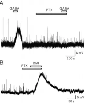 Fig. 4. A sample trace showing BMI-induced membrane depolar- depolar-ization in the presence of antagonist mixture (AM) including  tetro-dotoxin (TTX, a Na +  channel blocker, 0.5 µM), AP-5 (NMDA receptor antagonist, 50 µM), CNQX (non-NMDA receptor  antago