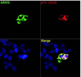 Fig. 3. Immunocytochemistry of ARMS with intracellular domain deletion construct of rat p75