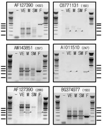 Fig. 5. RT-PCR measurement of type II taste receptor expression.