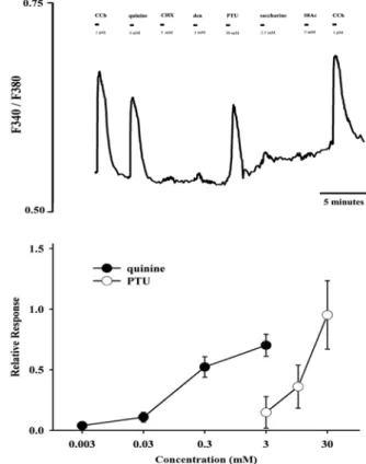 Fig. 8. Ca 2+  activity in response to bitter taste in submandibular acinar cells. Representative change in Ca 2+  activity in  subman-dibular acinar cells A)